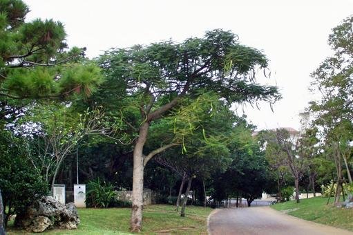 🏞️ 마쓰야마 공원(마쓰야마 코엔) 이미지 4